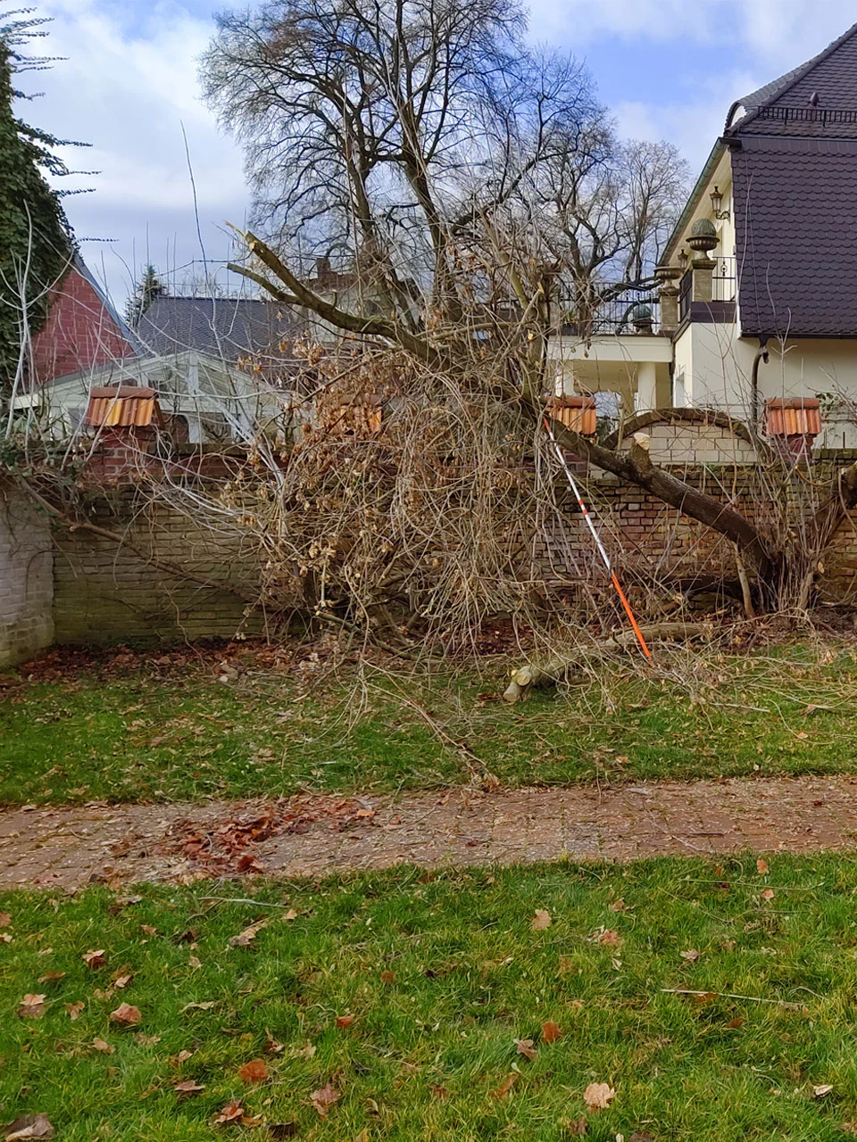 Baumfällungen in Storkow Projekt vorher