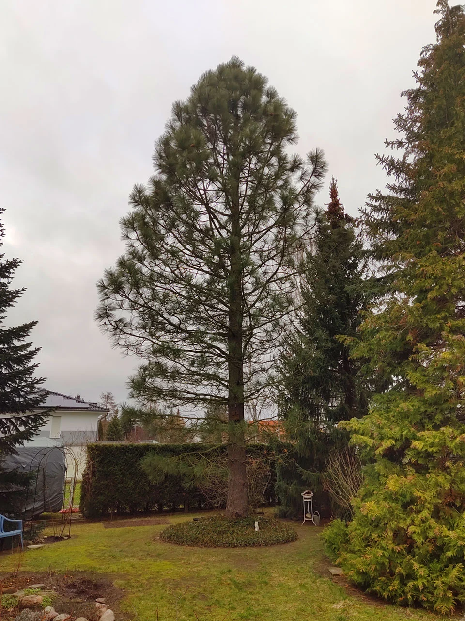 Baumfällungen in Storkow Projekt vorher