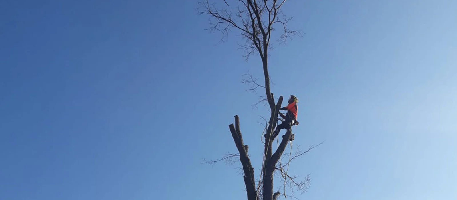 Baumfällungen in Storkow und Umgebung
